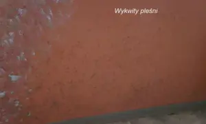 Jak napisać pismo do spółdzielni mieszkaniowej w sprawie grzyba i uniknąć problemów